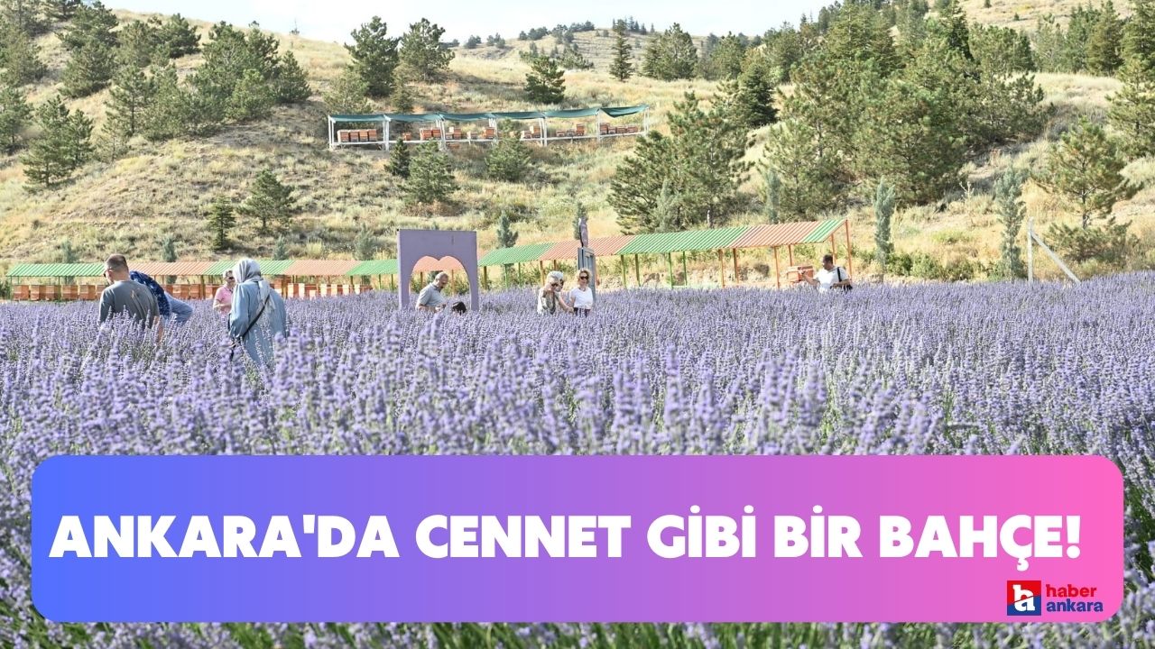 Ankara’nın doğu girişinde cennet gibi bir bahçe! Mamak’ın gözbebeği lavanta bahçeleri