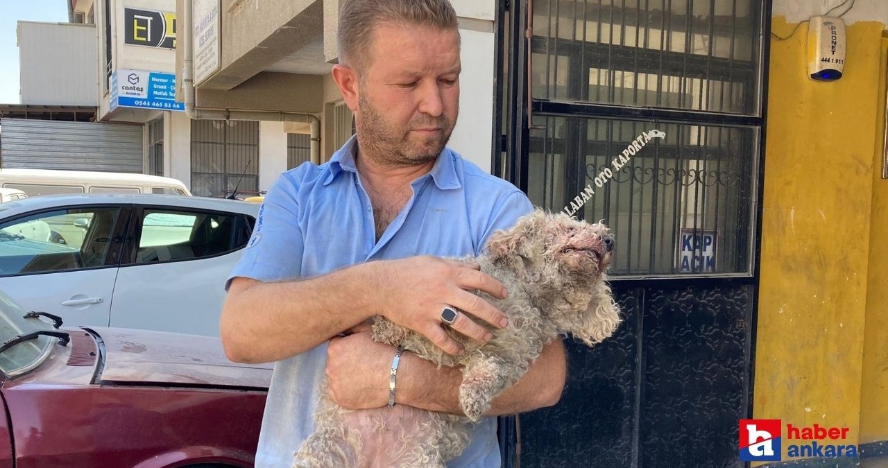 Ankara’da pitbull dehşeti! Evcil hayvanın çenesini kopardı