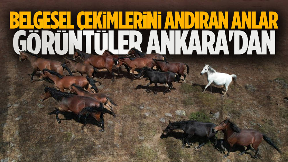 Kızılcahamam’da Yılkı Atları Görüntülendi