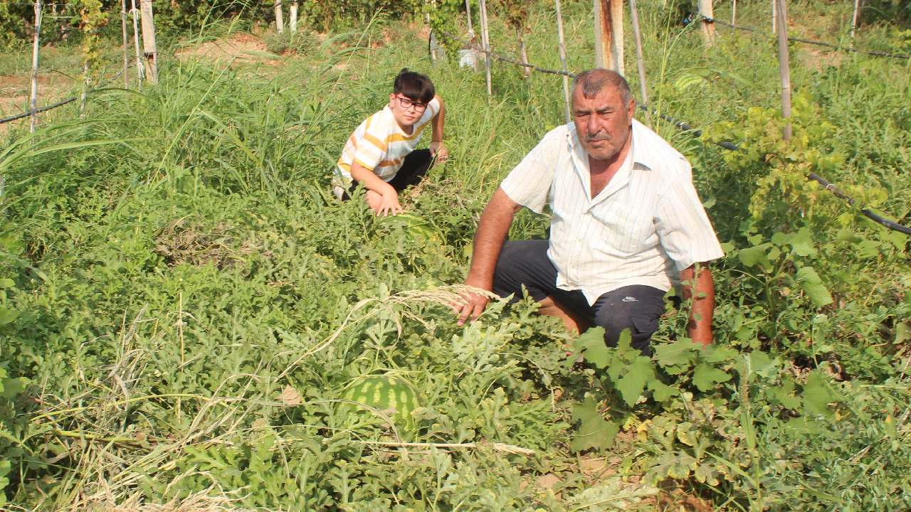 Manisa’da üzüm bağına dikti, büyüklüğü 30 kiloyu geçti!