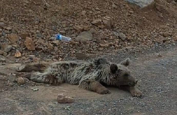 Çukurca’da bulunan ayı ateşli silahla yaralanmış – Ankaragündem