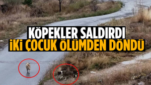 Ankara’da Köpek Dehşeti !