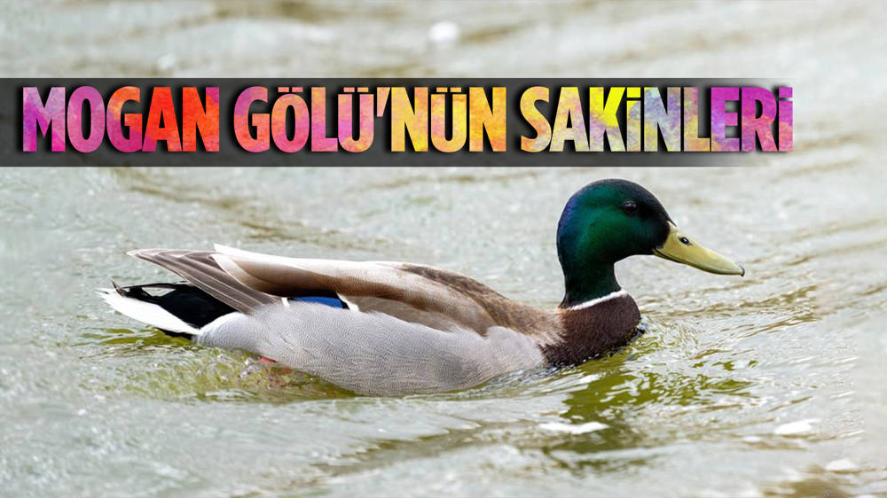 Mogan Gölü’nün Sakinleri…