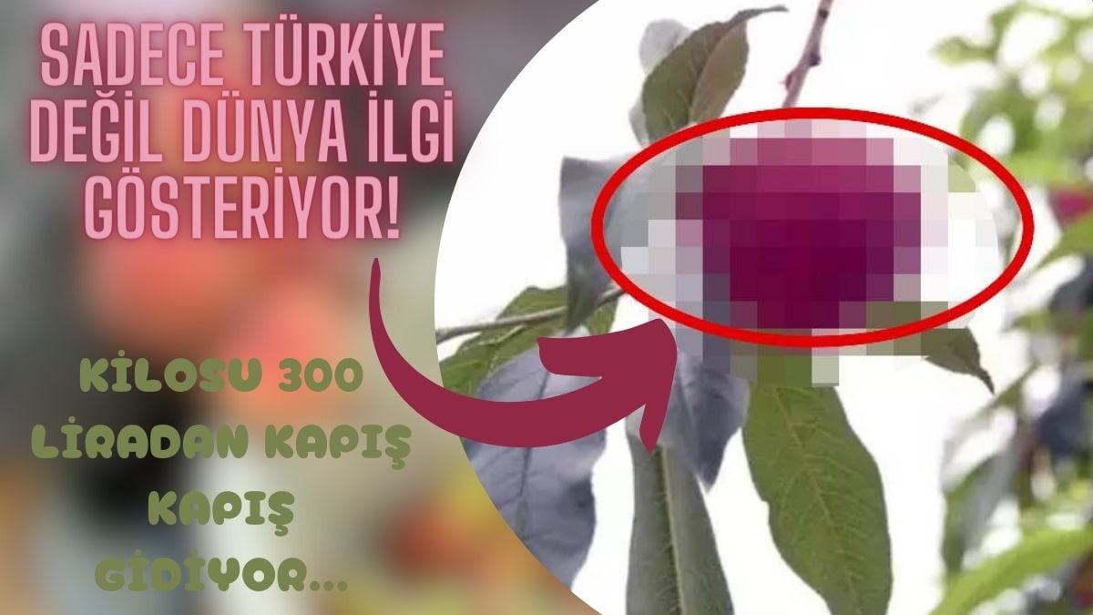 Sulu sulu o meyvede hasat başladı! Ruslar, Almanlar, Araplardan talep çok: Kilosu 300 TL’den almak için yarışıyorlar