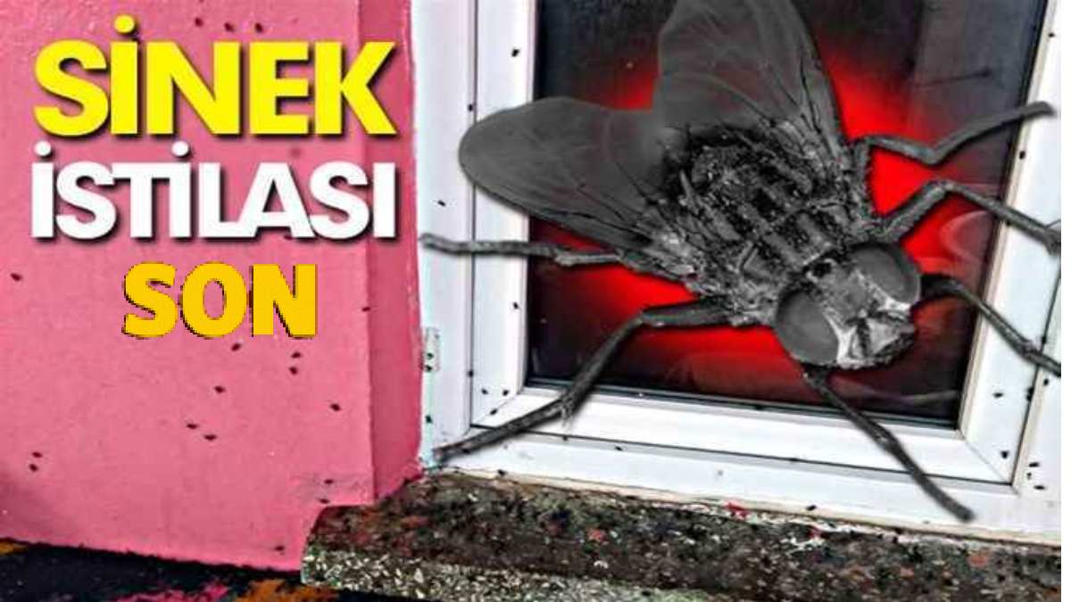 Karasinekleri mahveden koku! Evde sinekten eser bırakmıyor! Evin köşelerine yerleştirin