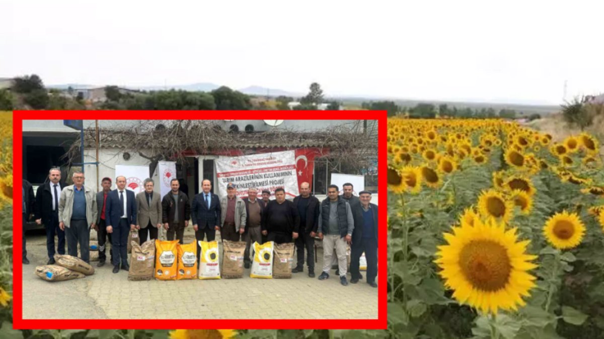 O ilçedeki tüm üreticilere dağıtıldı! Yerli ayçiçeği tohumları üreticiyle buluştu