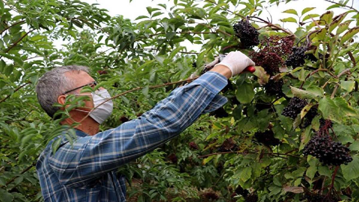 Kovid salgınında patladı! Sambucus ağacından toplanıyor, herkes aktar aktar arıyor! Sakın çiğ tüketmeyin: Zehirliyor