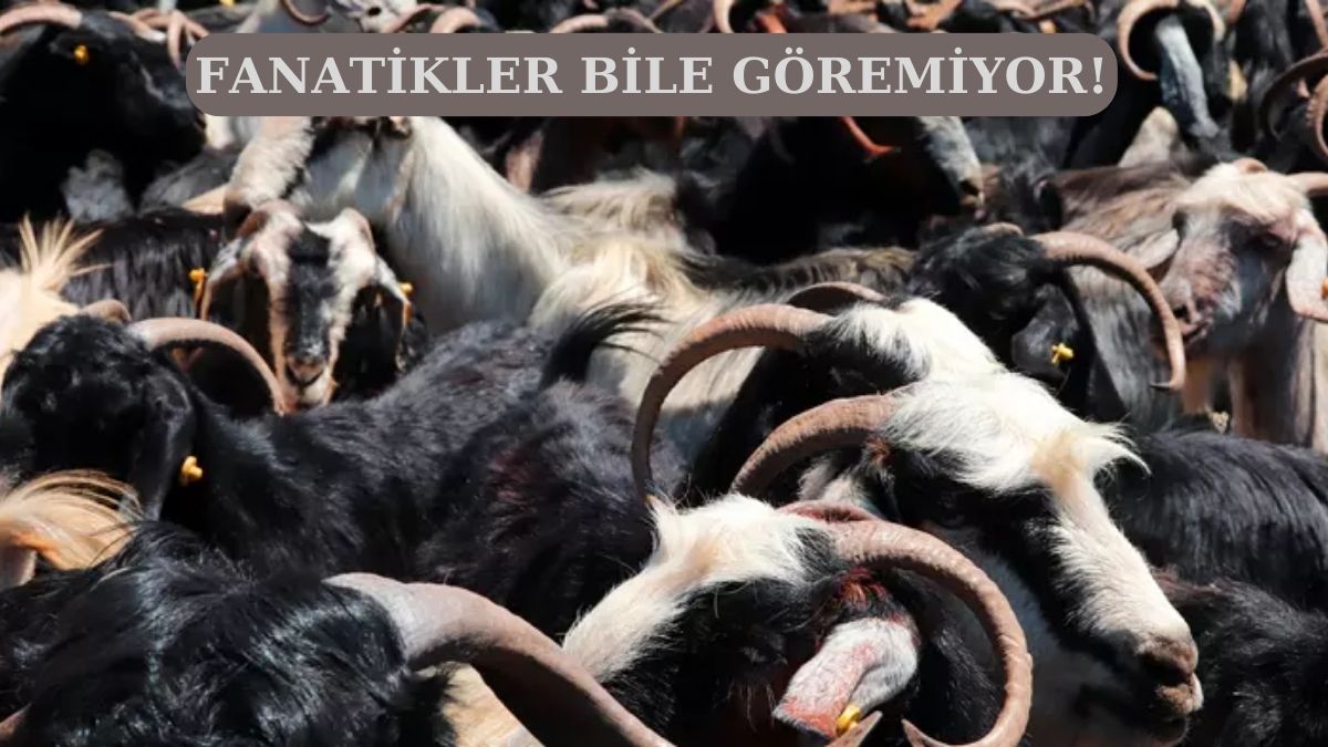 612 kişiden sadece 17’si keçilerin arasındaki yavru aslanı gördü! Koyu cimbomlular bile göremiyor