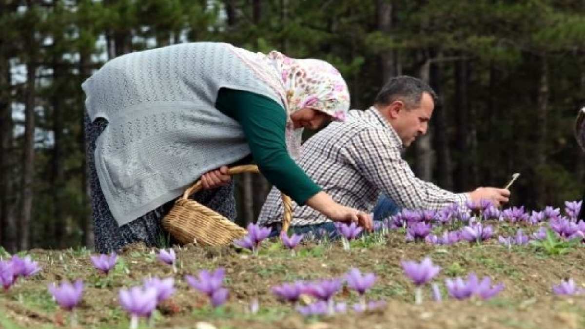 3500 yıldır Türk  topraklarında yetişiyor! Ağustos ayında ekilip Kasımda toplanıyor! Gramı altınla yarışıyor kilosu 100 bin TL