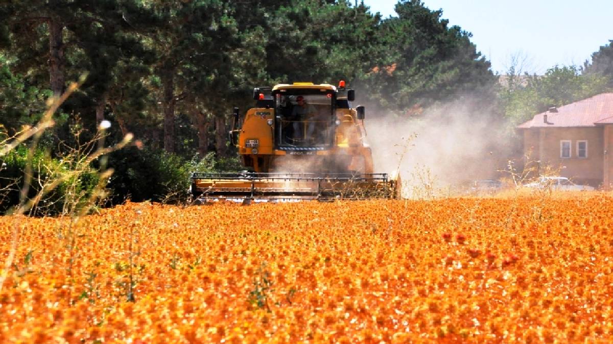 Susuzluğa dayanıyor, atıl alanlarda yetiştiriliyor! Kurakta 200 kilo ürün veriyor! İç Anadolu’da yetişip ekonomiyi şahlandırıyor