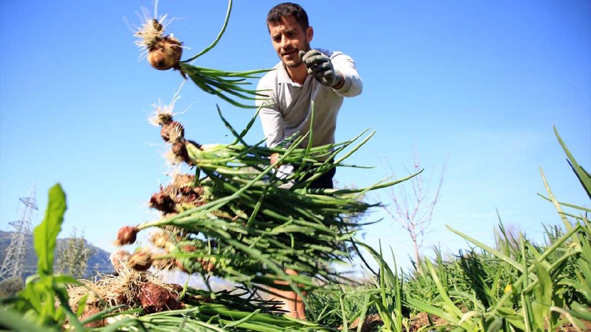 Topraktan tek tek söküp demetleniyor! Bahara kadar bozulmadan sahibini bekliyor! Kilosu 10 TL, yevmiyesi 400 TL!