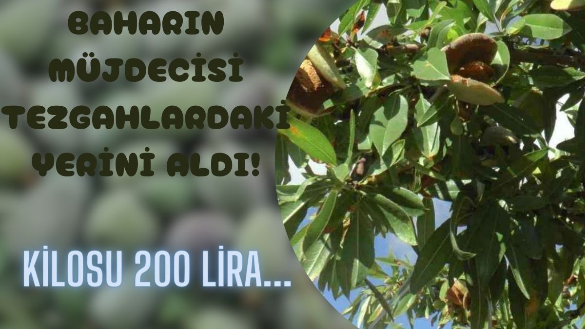 İlkbaharın temsilcisi tezgahlardaki yerini aldı! Kilosu 200 liradan kapanın elinde kaldı: Bir saat içinde yarısı satıldı