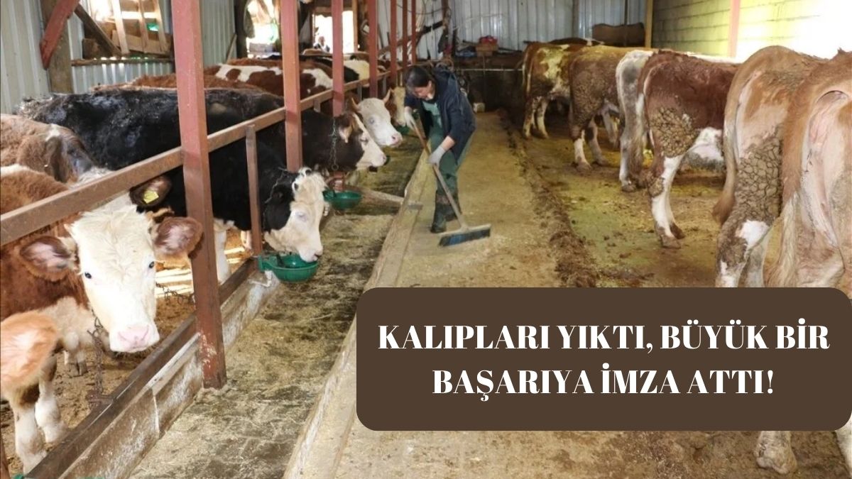 Yöneticilikten hayvancılığa geçti, hayatı tamamen değişti! 15 olan sayıyı 210’a çıkardı: ‘Bu meslekte cinsiyet ayrımı yok’