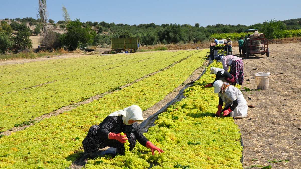 Egeliler zeytini bırakıp bunu ekecek! İhracat rekoru kırıldı… Japonya, İngiltere, Hollanda, Almanya kapış kapış alıyor