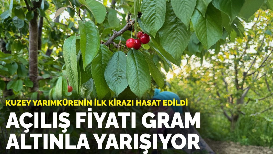 Kuzey yarımkürenin ilk kirazı hasat edildi: Açılış fiyatı gram altınla yarışıyor