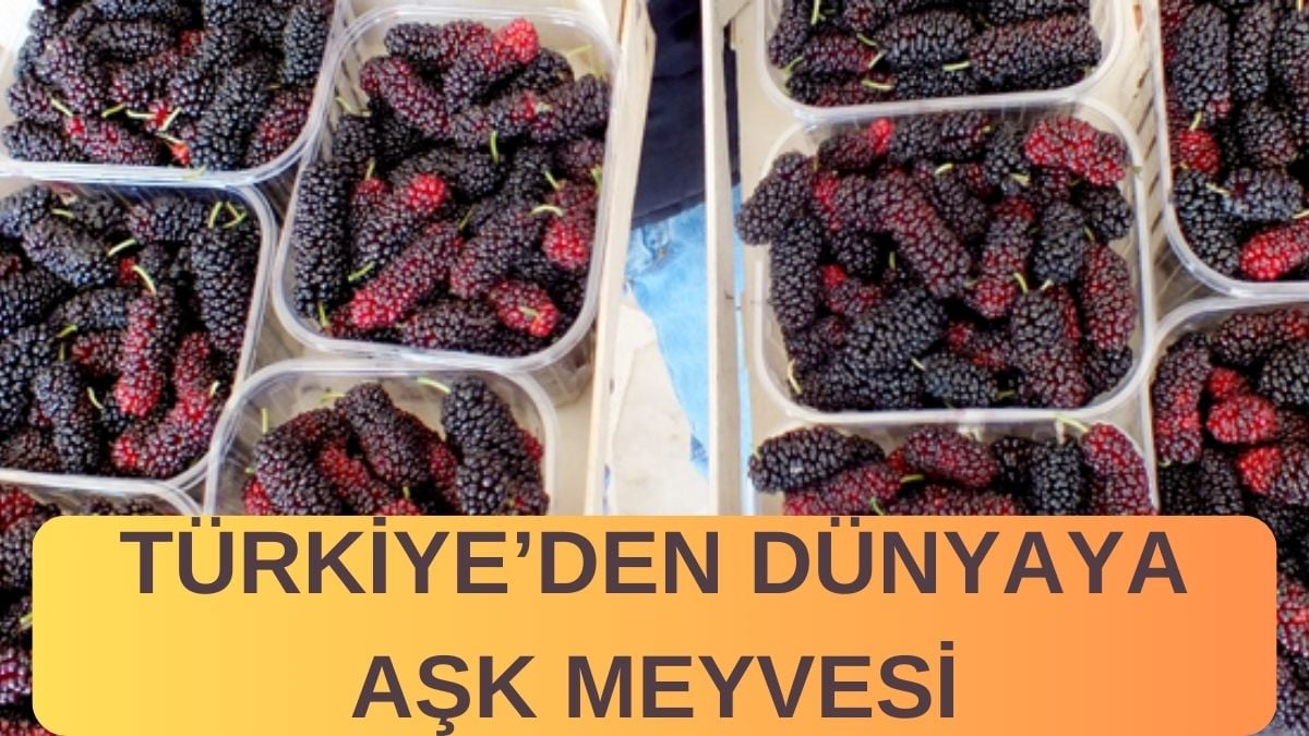 Dünya ona ‘Aşk Meyvesi’ diyor! Türkiye’den Irak, Libya, Mısır ve Katar’a satılıyor: Kilosu değil tanesi 2,5 TL