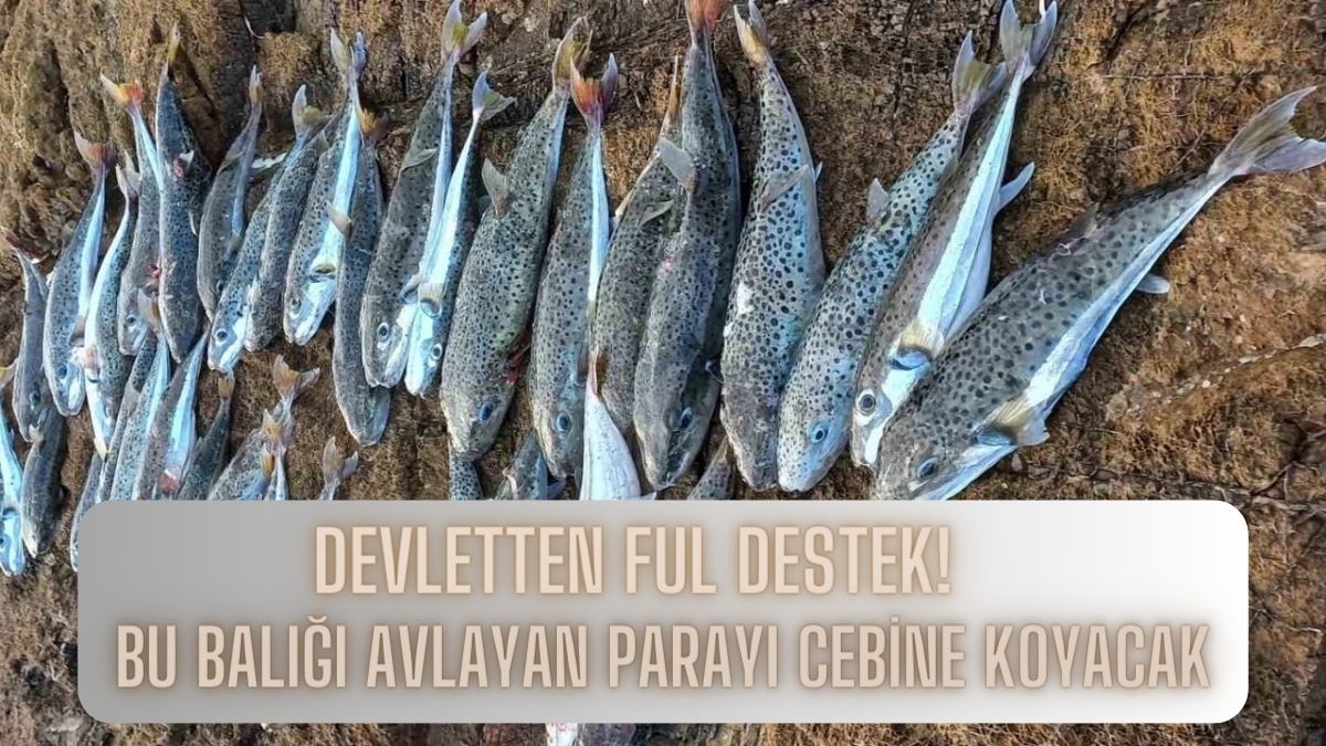 Balıkçılar oltasını artık sadece bu balık için atacak! Avlayana tane başı destek ödemesi müjdesi…