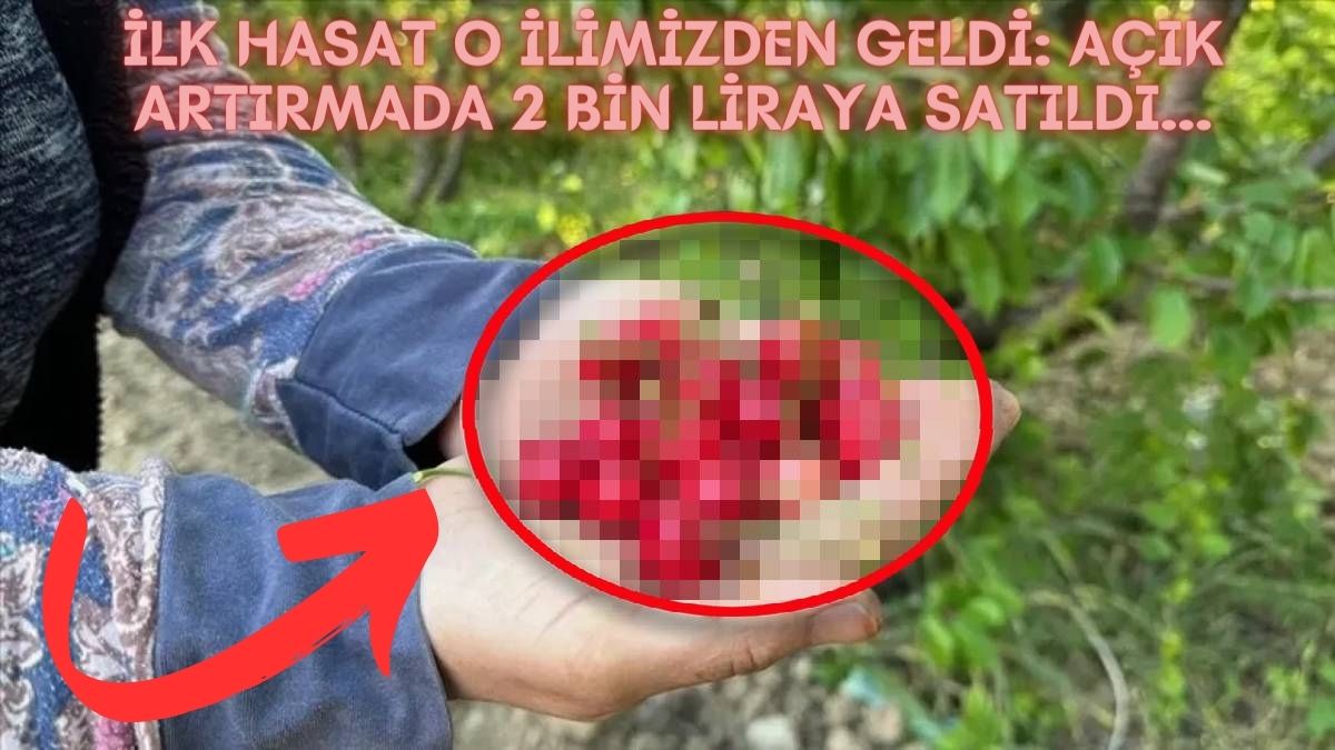 Böyle hasat görülmedi! Açık artırmada tam 2 bin liraya satıldı: Kuzey yarımkürede ilk hasadı yapıldı…