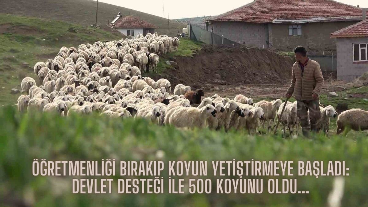 Öğretmenliği bırakıp koyun yetiştirmeye başladı! Devlet desteği ile yüzlerce koyunu oldu: Öğretmenlikten daha çok kazanıyor