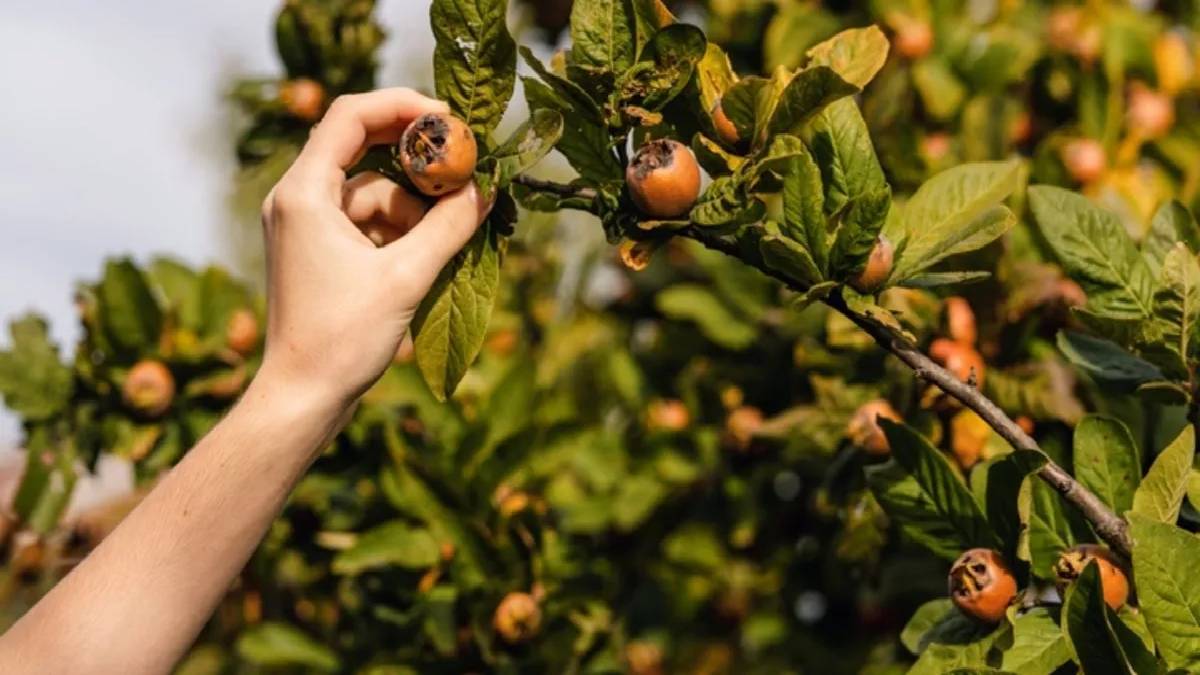 Birden fazla isimle biliniyor tanesi 60 TL’den satılıyor! Çekirdeğinden yaprağına kadar şifa sağlıyor