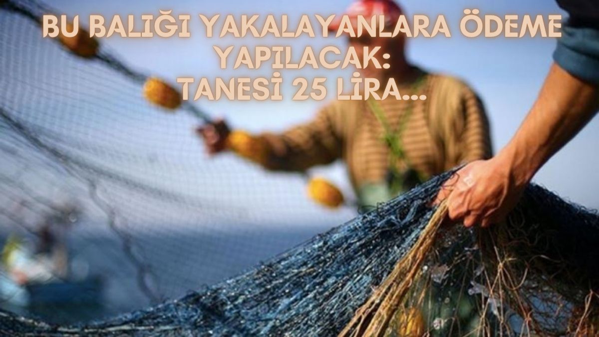 Bu balığı yakalayanlara para ödenecek! Resmi Gazete’de resmen yayımlandı: Tanesi 25 lira…