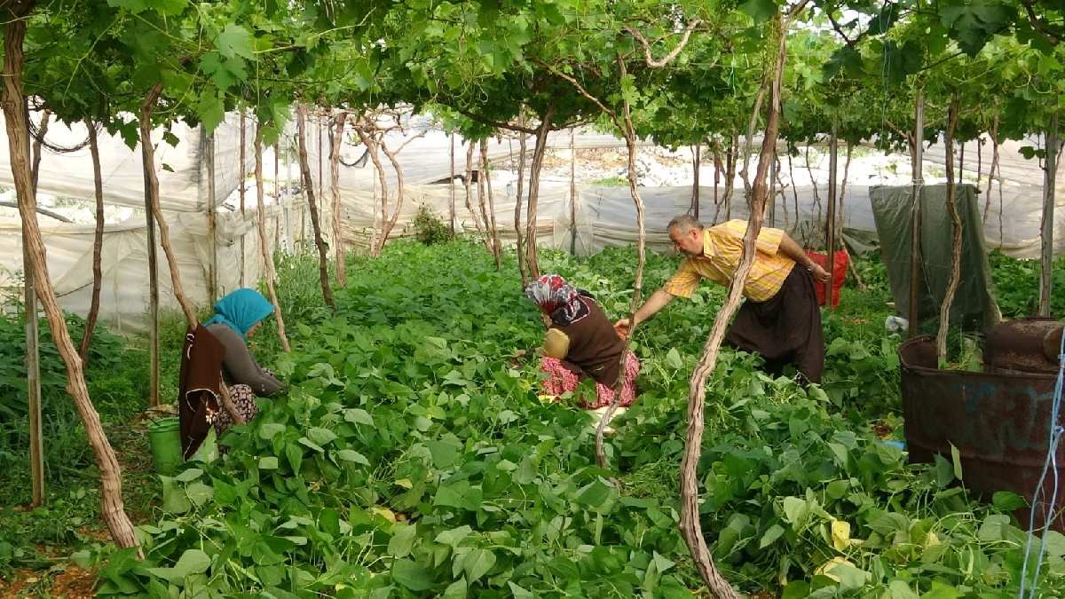 Üzümlerin altına ekiliyor, yalnızca o ürün yetişiyor! Tek tek elle toplanıp pazarda 70 TL’ye satılıyor