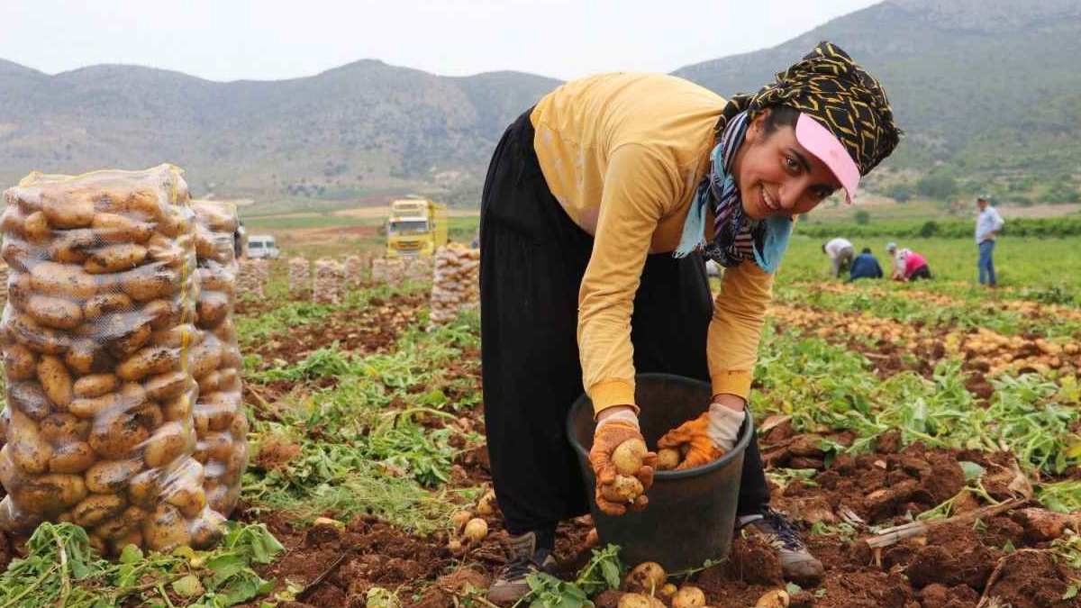 Erkenden hasadı başladı, kilosu 18 TL’den satılıyor! Hem sanayiye gidiyor hem de tohum oluyor!