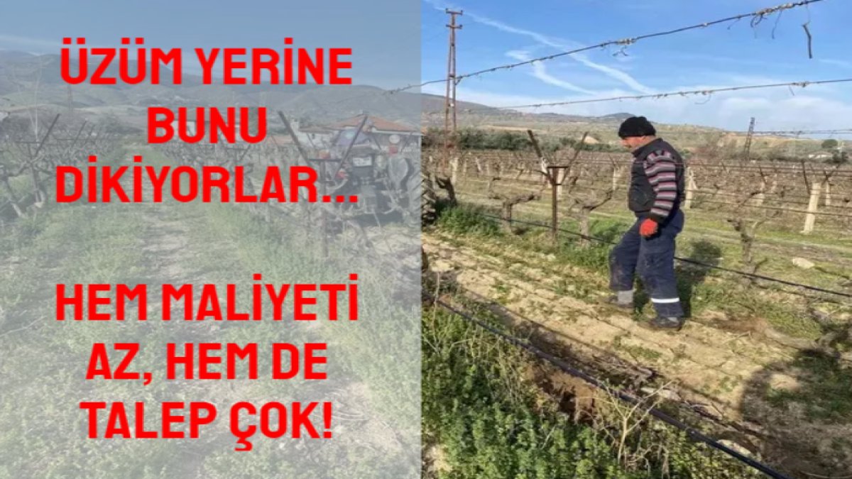 Üzüm bağlarını söküp yerine onu dikiyorlar! Maliyeti az talibi çok: Üzümün başkenti Gemlik ve Aydın’a rakip oldu