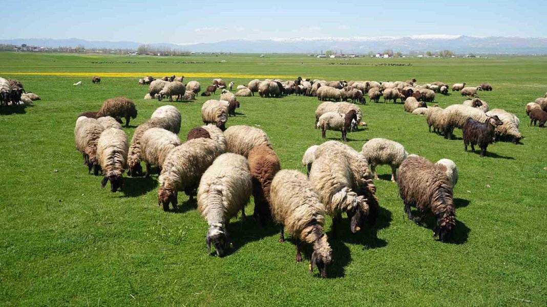 50 bin lira maaşla çoban bulunamıyor: Kırsaldan kente göç işleri zorlaştırdı