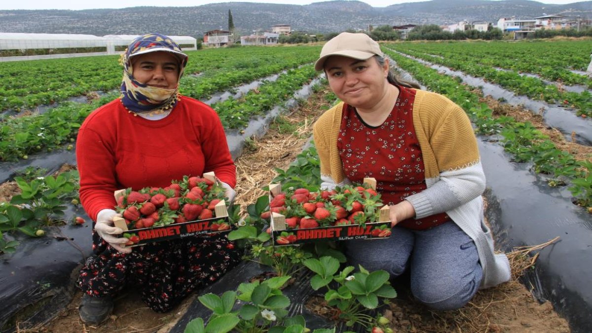 Çilekte açıkta hasat başladı! Kilosu 120 liradan satılıyordu: Şimdi ise fiyatlar düştü