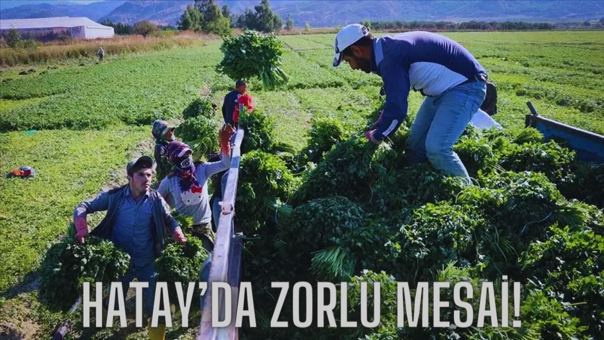 Her gün arı gibi çalışıyor, günde 4 dönümü hasat ediyorlar! Reyhanlı’da zorlu mesai: Güneşin altında 7 TL’ye satıyorlar