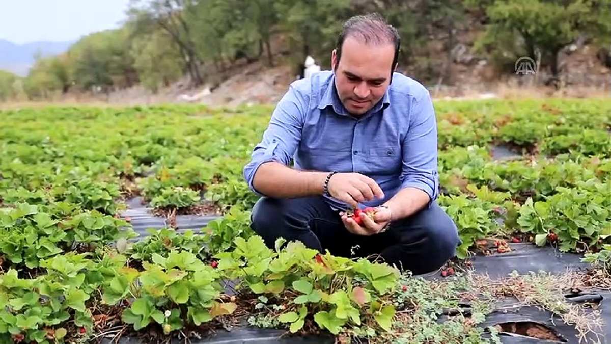 Samsun’un bahçelerinde hasat sezonu! Müşteriler kendi seçip topluyor kilosu 100 TL’ye gidiyor