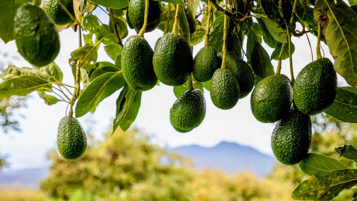 Bir türlü yumuşamayan avokadolarınız bu yöntemle yumuşacık olacak! Avokado yemek için fazla beklemenize gerek kalmayacak