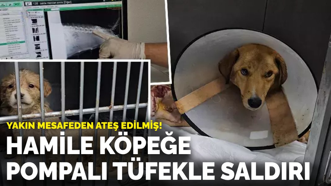 Hamile köpeğe pompalı tüfekle saldırı!