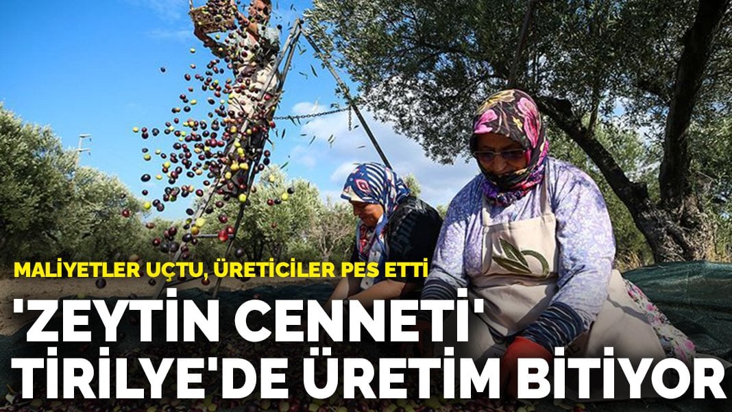 ‘Zeytin cenneti’ Tirilye’de üretim bitiyor: Maliyetler uçtu, üreticiler pes etti