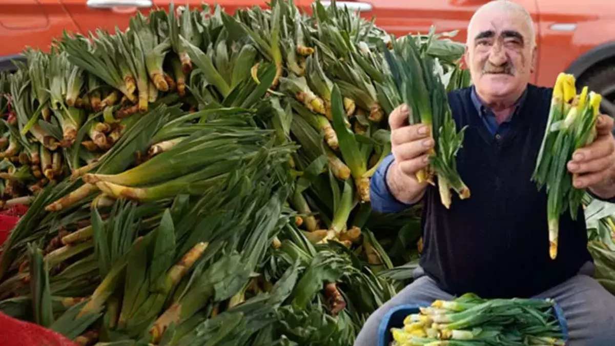 Doğuda çorbası batıda çayı tüketiliyor! Şifasını doğudan batıya kadar herkes biliyor! Ona kimisi ‘gulik’ kimisi ‘çiriş’ diyor