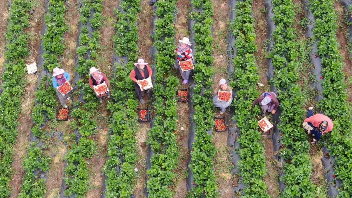 Hatay’da yüz güldüren hasat: Tarladan yurt dışına 50 TL, yurt içine 80 TL’ye satılıyor!