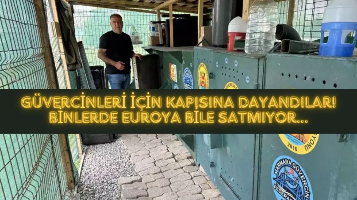 Çelik kafeslerde beslediği kuşlarının başında nöbet tutuyor! Fiyatlarını duyan inanamadı: “11 Bin Euro verdiler satmadım”