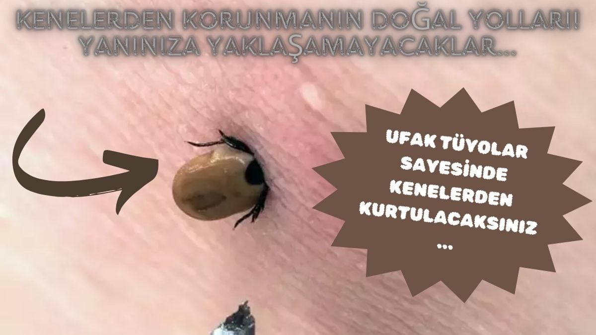 Doğal kene kovucu! Bu koku varsa yaklaşmıyorlar: Ormana, bahçeye giderken bol bol sürün