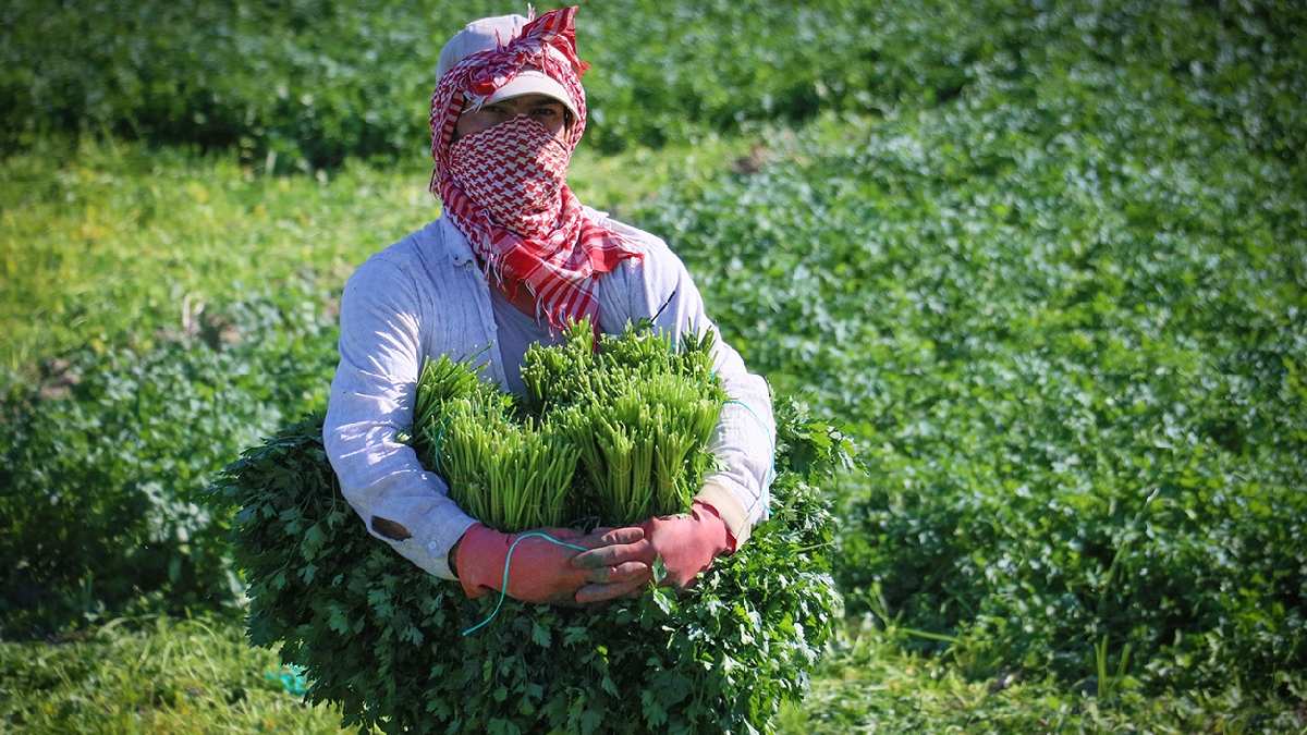 Akdeniz’de sürekli tüketiliyor, 6 aydır durmaksızın çalışılıyor! Günde 4 dönüm araziyi talan ediyorlar 7 TL’ye satıyorlar