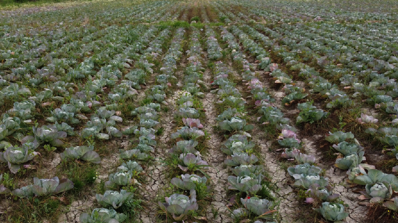 Adana’da bedava hasat başladı, alacak kimse bulamadı: 70 ton ürün tarlada kaldı!