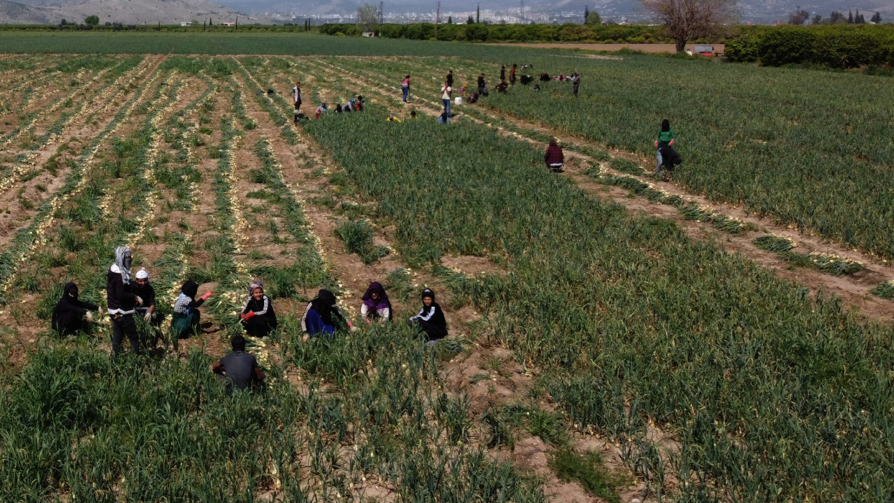 Adana’da yüz güldüren hasat başladı, eken servete kondu: Tarlada kilosu 17 TL!