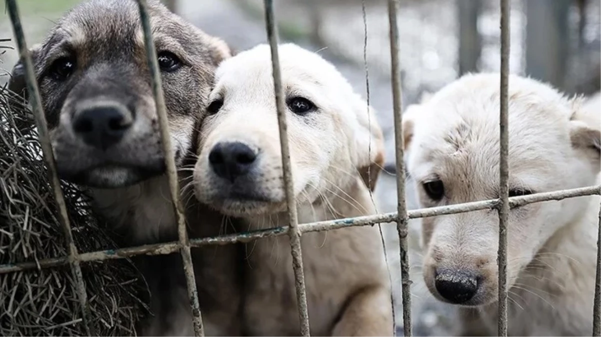 Ankara’da 180 köpeğe bakan kadına 1.7 milyon lira ceza