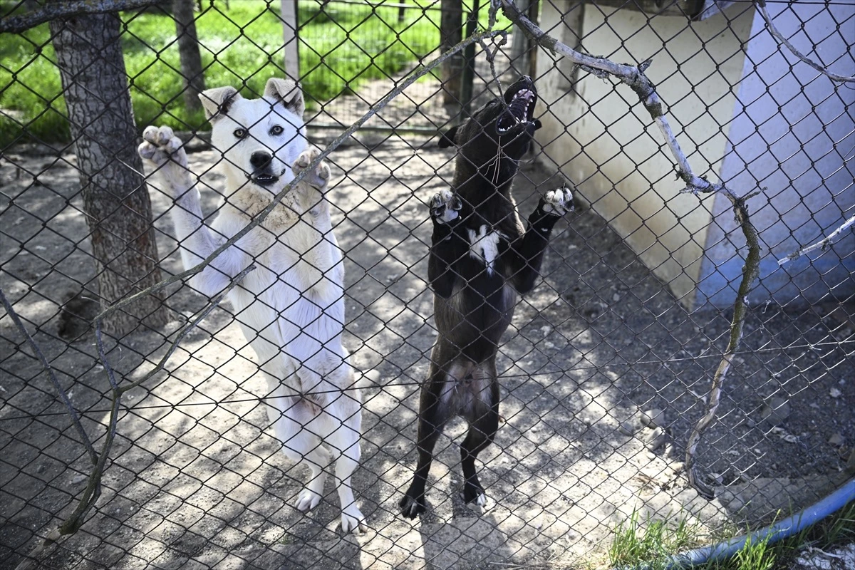 Ankara’da Hayvanseverlerin Köpek Talebi