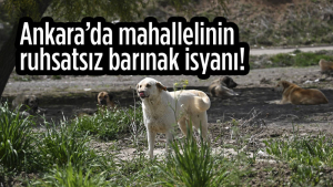 Ankara Gölbaşı’nda Mahalle Sakinleri Köpeklerden Şikayetçi!