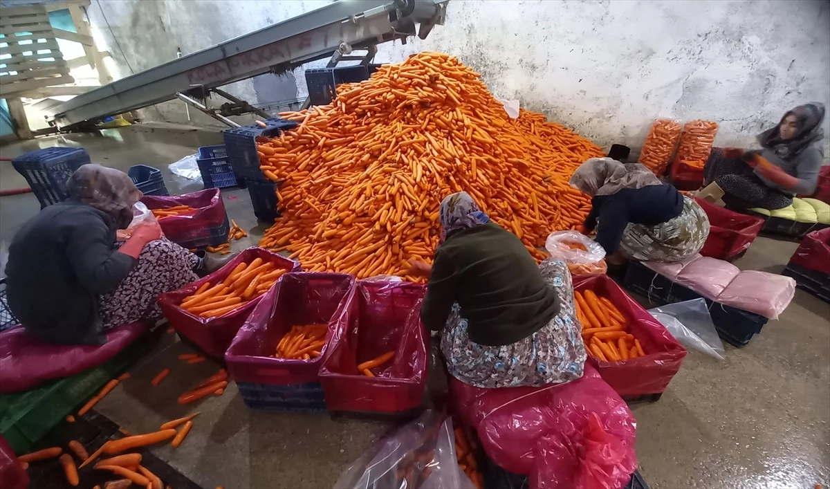 Beypazarı’nda Havuç Hasadı Devam Ediyor