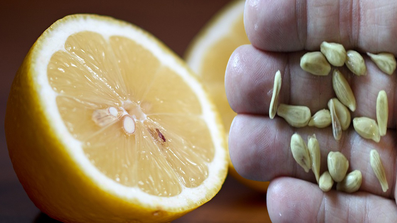 Limon çekirdeklerini kaynatıp için o sorundan kurtulun: Limon çekirdeklerini asla çöpe atmayacaksınız. Limon çekirdekleri neye iyi gelir?