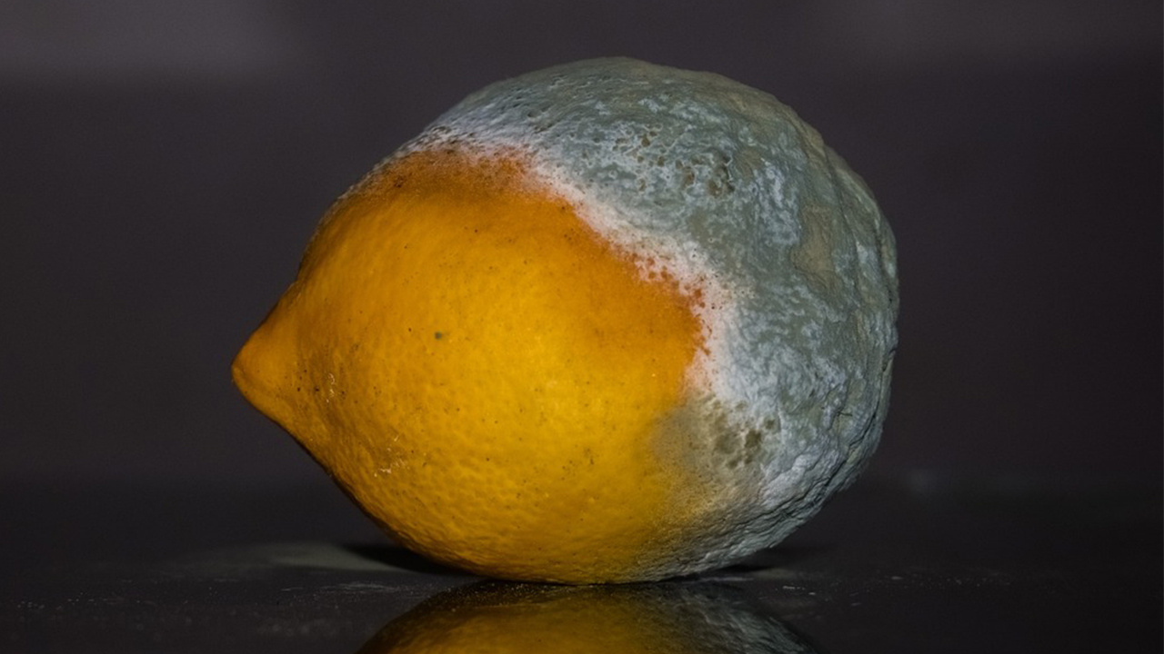 Limonlar asla küf tutmayacak: Limonları küflenmeden muhafaza etmenin formülü bulundu. Limon küflenmeden nasıl saklanır?