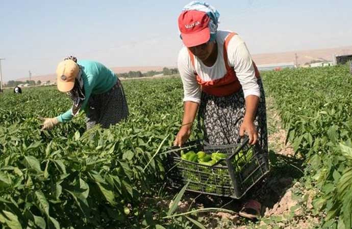 Çiftçinin bir yılda resmi enflasyonu yüzde 60 – Ankaragündem