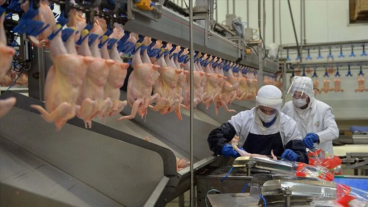 Ticaret Bakanlığı harekete geçti: Tavuk ihracatına yasak geliyor
